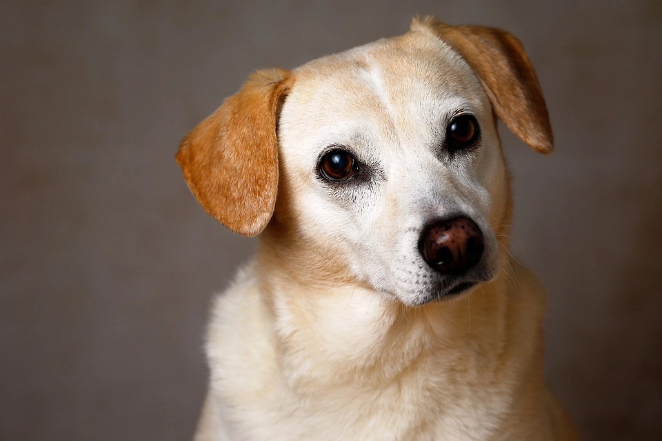 1-Hund-für-blog
