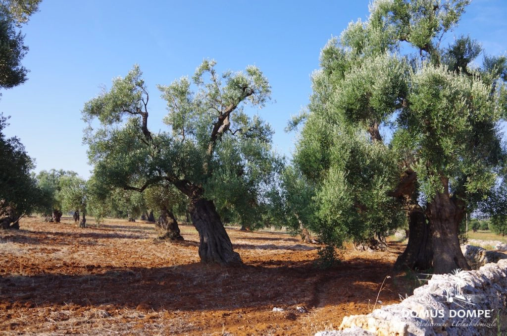 16-Ostuni-1024x678