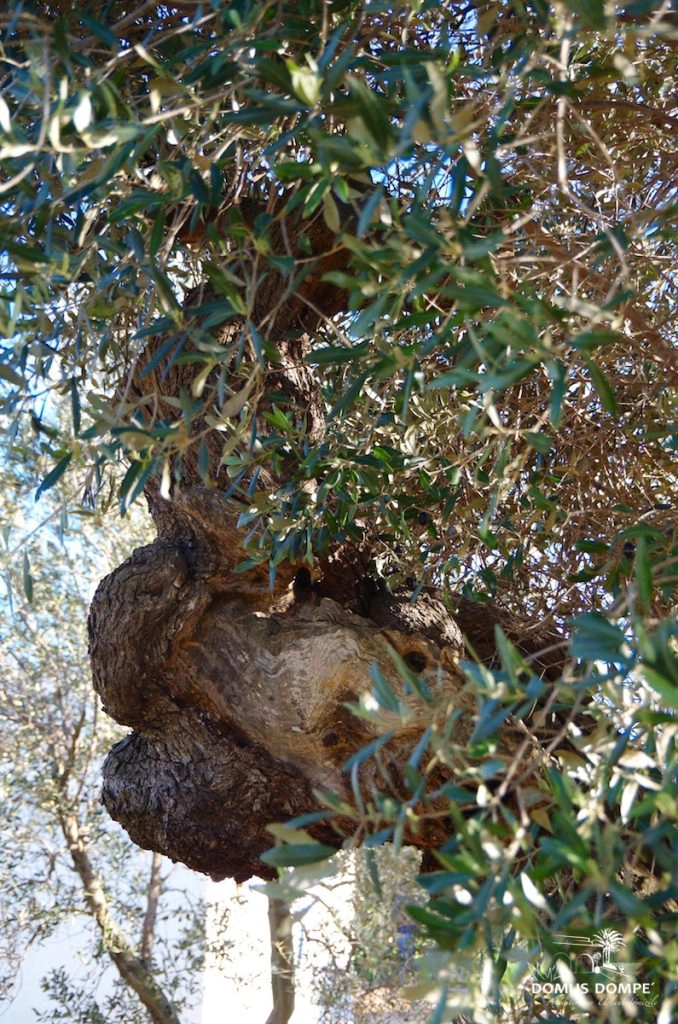 17-Ostuni-678x1024
