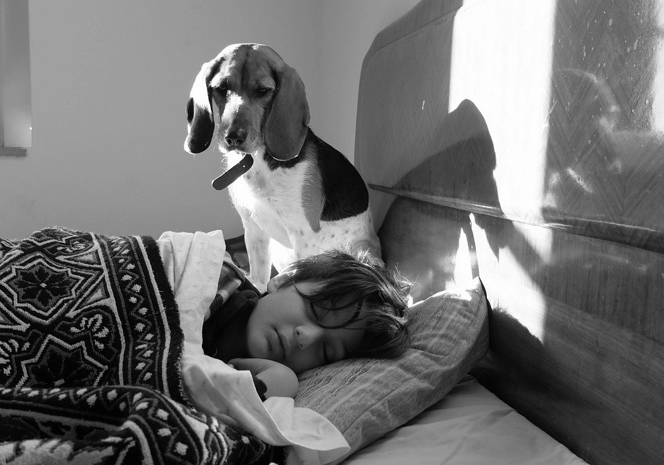 2-Hund-für-Blog