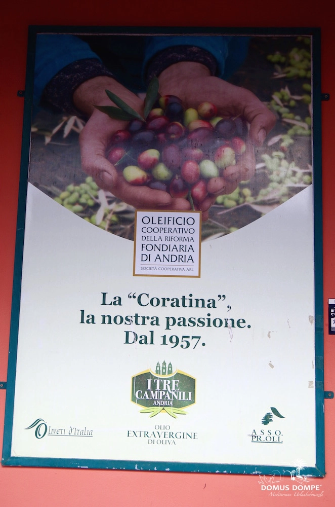 3-Coratina-Olive