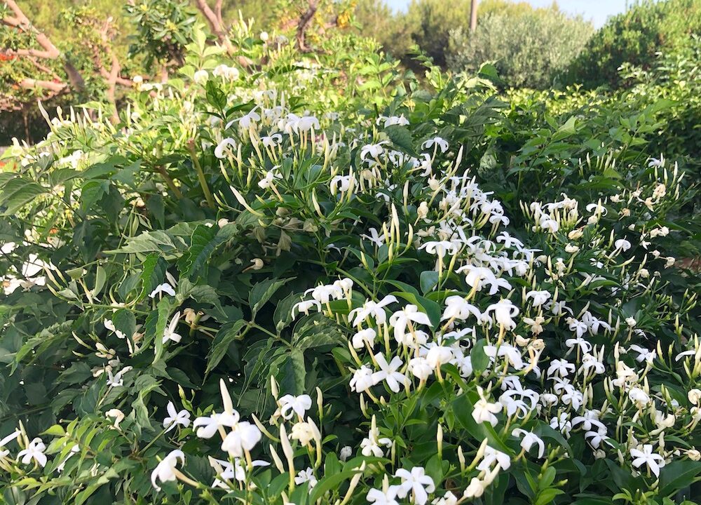 14-Villa-delle-bougainvillee-Bluehender-Jasmin-im-Garten