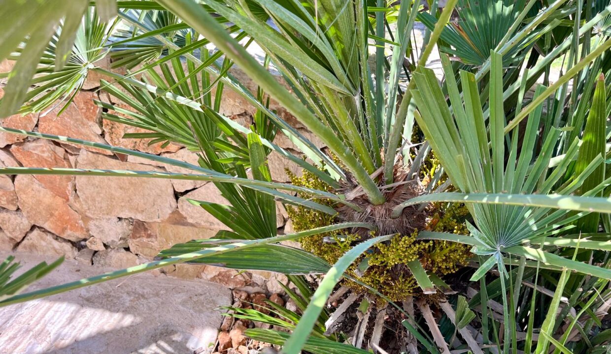 Palmenecke
